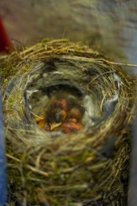 Angela-Vendeghaz-fiokak