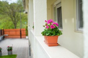 Angela-Vendeghaz-virag-2